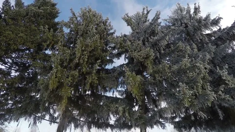 The tops of the pines on the background of the winter sky Stock Footage 72768649
