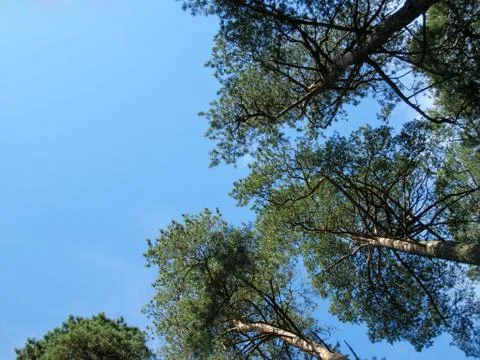 Tops of pines Stock Photos