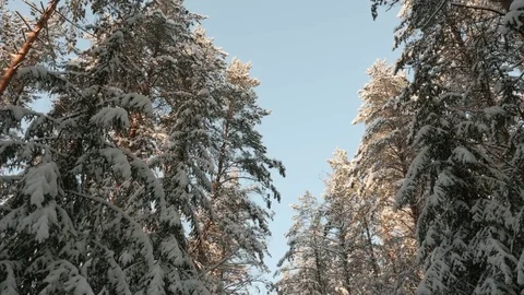 Tops of snow covered trees Stock Footage 72715881