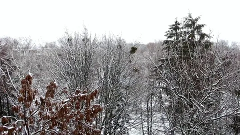 The tops of the snow-covered trees in the park swinging a strong wind Stock Footage 102228128