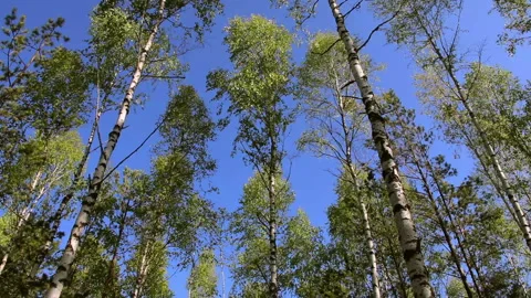 The tops of spring birch trees against a clear blue sky. View from below. Stock Footage 131171391