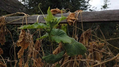 Tops. Straw. The dried stems of cucumbers. Garden - 2. Vídeos de archivo 116565130