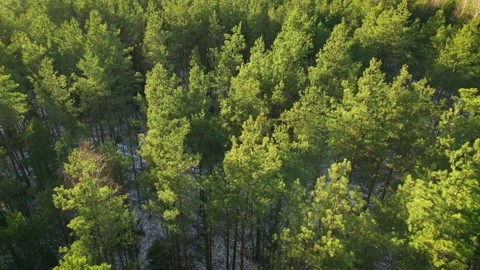 Tops of swaying trunks of pine trees. Stock Footage 168360887