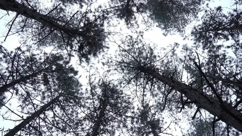 The tops of the swaying, wind-blown trees in the pine forest Stock Footage 167155557