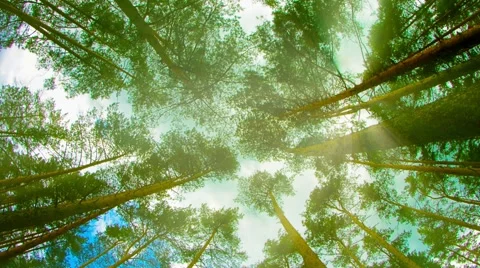 Tops of tall pine trees in the forest. looking up to the canopy Stock-Footage 40159293