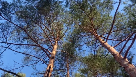 Tops of tall spruce trees in the forest, clear blue sky above the trees Stock Footage 302099073