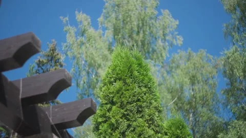 The tops of the thuja against the sky 库存影片 329093729
