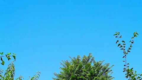 Tops of tree crowns swaying against a blue clear sky on a sunny summer day... Stock Footage 309652093