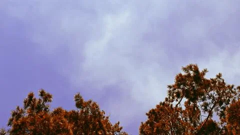 Tops of tree pine in sky with clouds. Stock Photos
