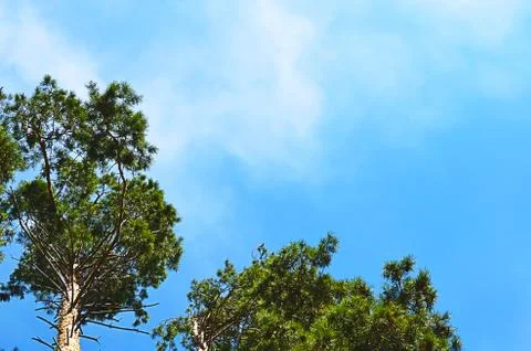 Tops of tree pine in sky with clouds. Stock Photos