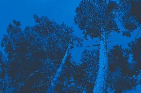 Tops of tree pine in sky with clouds. Stock Photos