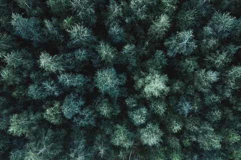 The tops of the tree top view, for background, summer background Stock Photos