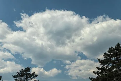 Tops of trees against the background of clouds. Stock Photos