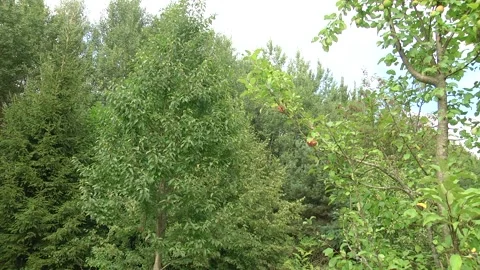 The tops of the trees against the sky. Stock Footage 100331234