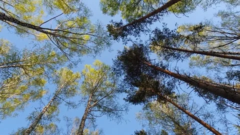 The tops of the trees against the sky. Stock Footage 130279430