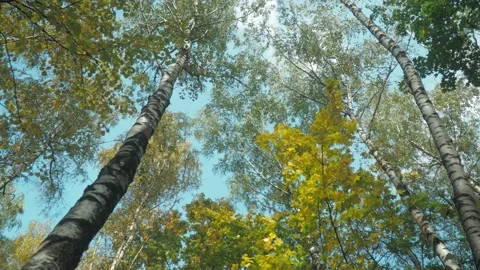 The tops of trees and birches covered with green and autumn leaves Stock Footage 142222109