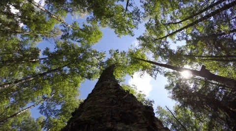 The tops of the trees and fast-moving clouds. Time Lapse Stock Footage 52963380