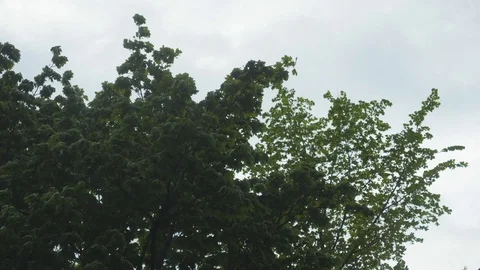The tops of the trees and strong wind Stock Footage 108395317