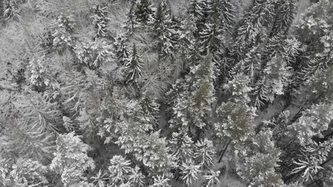 The tops of the trees are covered with a white crust of snow. Siberian taiga in Stock Footage 130792296