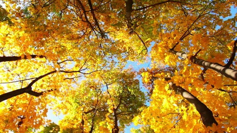 Tops of Trees in the Autumn Forest Stock Footage 106464752