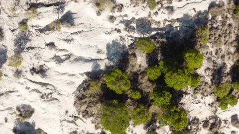 Tops of trees blowing in the wind Stock Footage 241074212