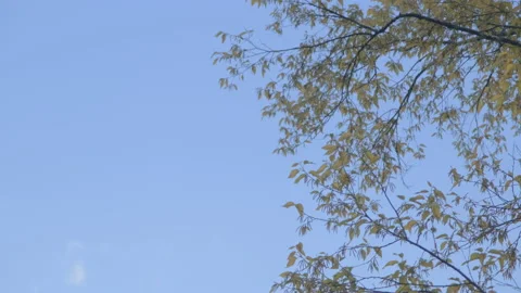The tops of the trees blown in the wind with bright afternoon sunlight on sky Video stock 171500656
