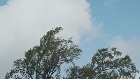 The tops of the trees blown in the wind with bright afternoon sunlight on sky. Stock Footage 171502061