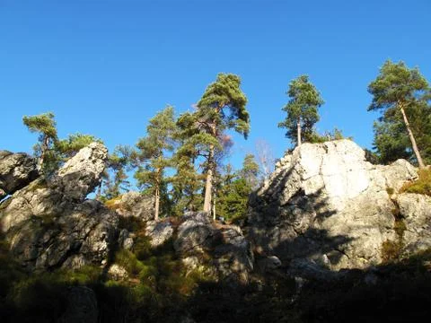 Tops of the trees the blue sky Stock Photos