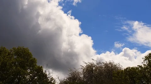 Tops of trees with the clouds blowing in the sky Stock Footage 108643455
