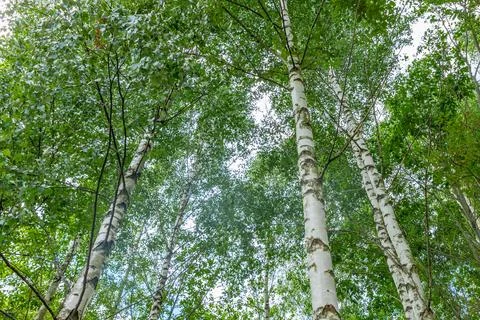 Tops of the trees in the deciduous forest on the background of blue sky. View to Stock Photos