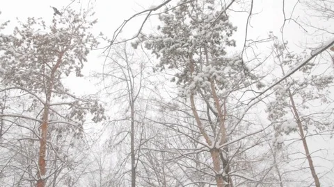Tops of trees during snowfall in the city park Stock-Footage 72232114