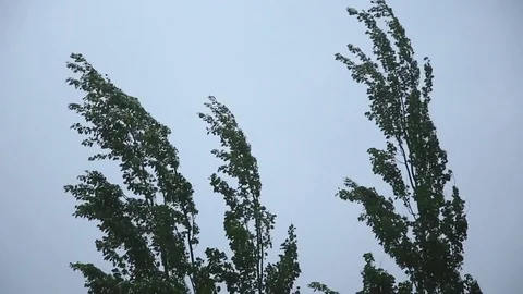 Tops of the trees during wind and rain Stock Footage 81743634