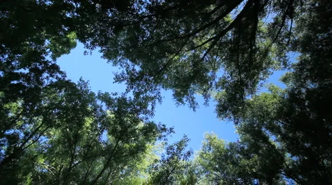 Tops of trees. Stock Footage 6530853