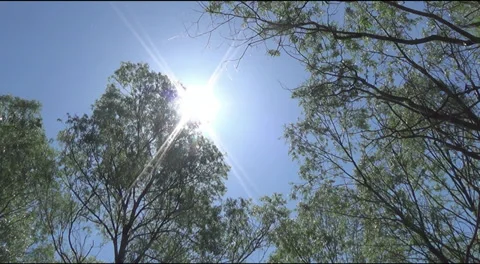 The tops of trees 스톡 동영상 38528879