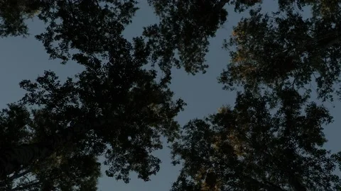 Tops Of Trees Video stock 156811367