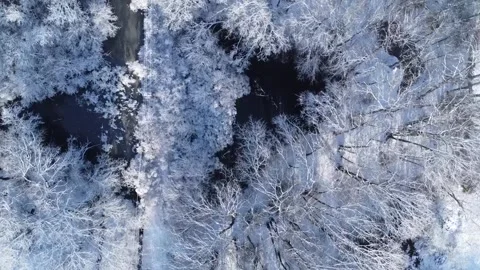 Tops of Trees Video stock 278242273