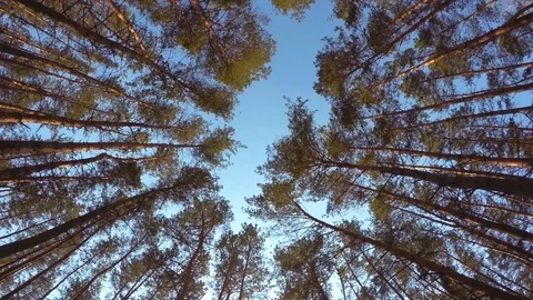 Tops Of The Trees In The Forest Stock Footage