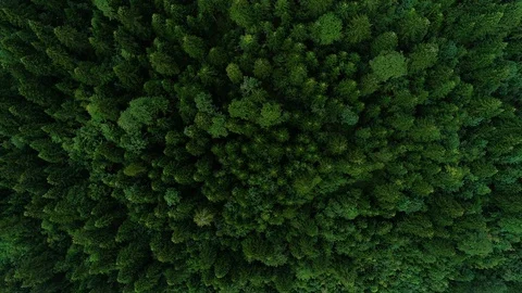Tops Of Trees In Forest Stock Footage 93847383