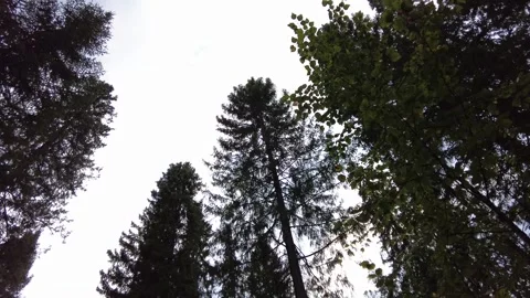 Tops of trees in the forest 動画素材 159664335