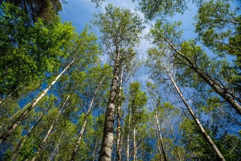The tops of the trees in the forest Stock Photos