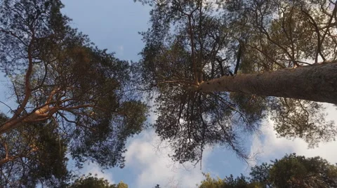 Tops of  trees in   forest. Tall pine trees stretch to  sky. Stock Footage 60405655