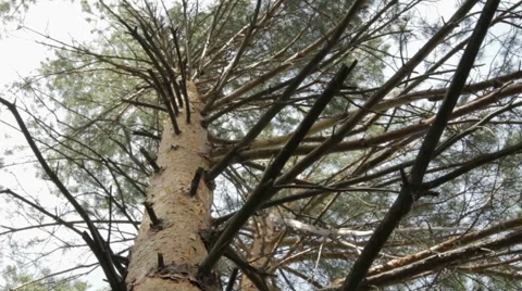 Tops Of Trees In Forest. Tall Pine Trees Stretch To Sky Stock Footage 64579017