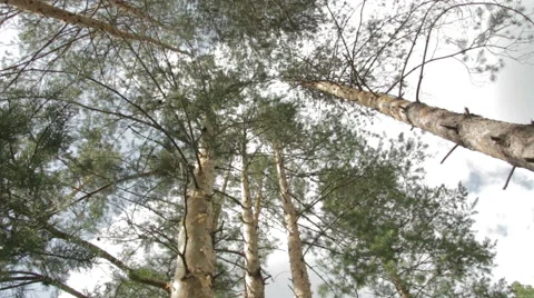 Tops Of Trees In Forest. Tall Pine Trees Stretch To Sky Stock Footage 64579787