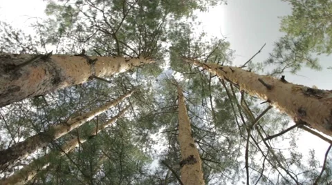 Tops Of Trees In Forest. Tall Pine Trees Stretch To Sky Stock Footage 64580028