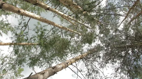 Tops Of Trees In Forest. Tall Pine Trees Stretch To Sky Stock Footage 64580213