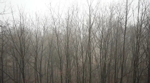 Tops of trees on grey sky background Stock Footage 32931669