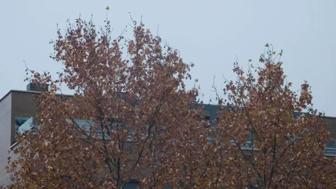 The tops of the trees move with the wind on a rainy day Stock Footage 259221702