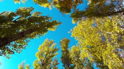 The tops of the trees in the park Stock Footage 68629884