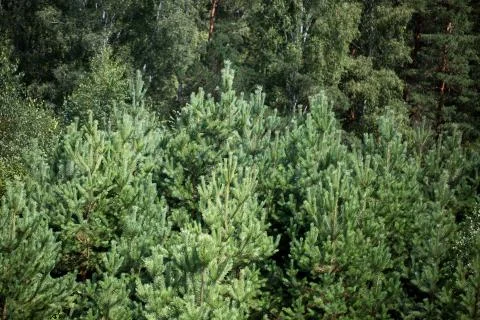The tops of the trees Stock Photos