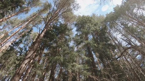 The tops of trees of a pine 스톡 동영상 129070955